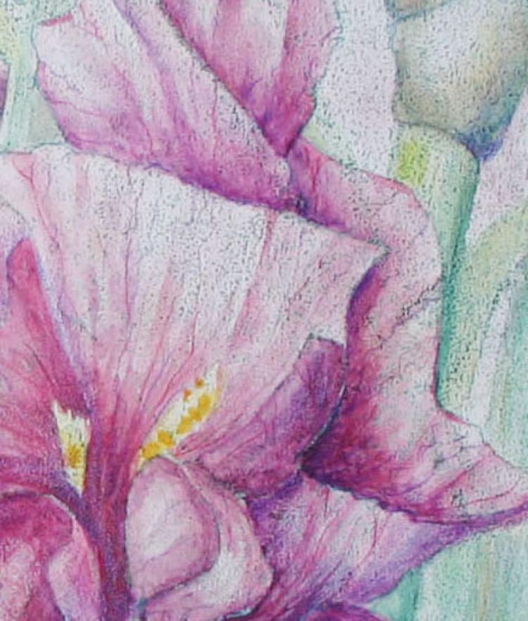 Pink Iris - an original artwork by Pat Rhead-Phillips