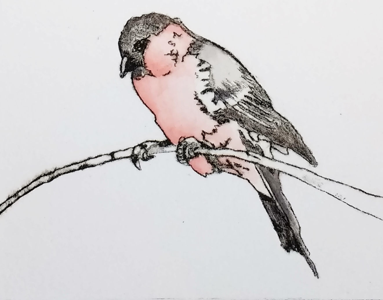 Bullfinch