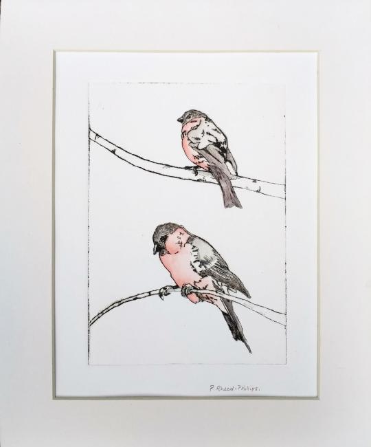 Bullfinch Drypoint etching