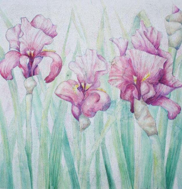 Pink Iris - an original artwork by Pat Rhead-Phillips