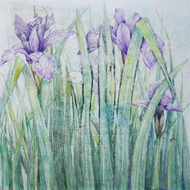 Siberian Iris 3 - an original artwork by Pat Rhead-Phillips