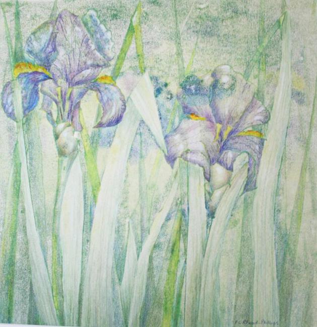 Flag Iris 2 - an original artwork by Pat Rhead-Phillips