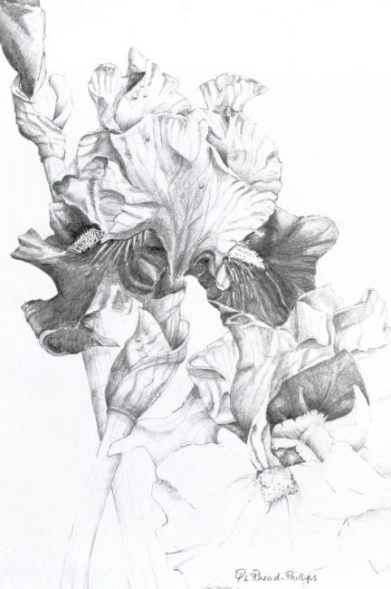 Flag Iris - an original artwork by Pat Rhead-Phillips